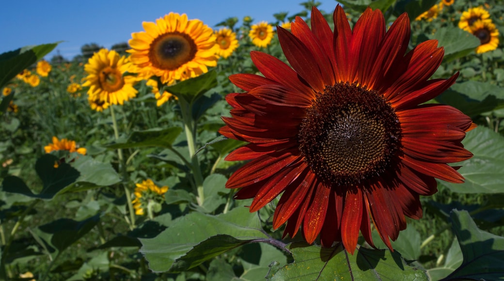Yellow and red sunflowers against blue sky