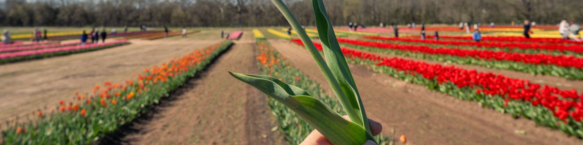 Hand holds a red tulip picked from a field