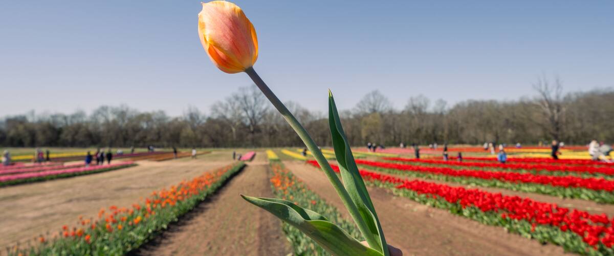 A hand holding a tulip with a field of red tulips in the background.