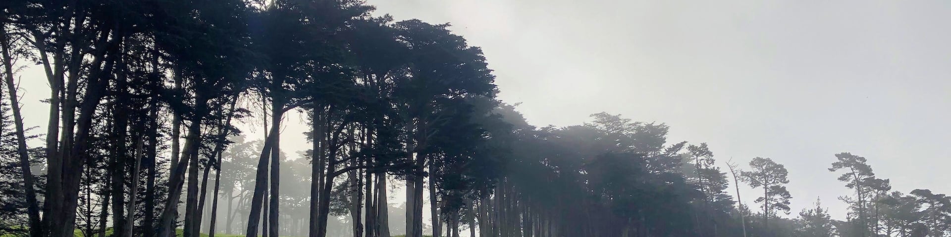 A photo one golfer on a beautiful golf course shrouded in fog, with large cypress trees, in San Francisco, United States