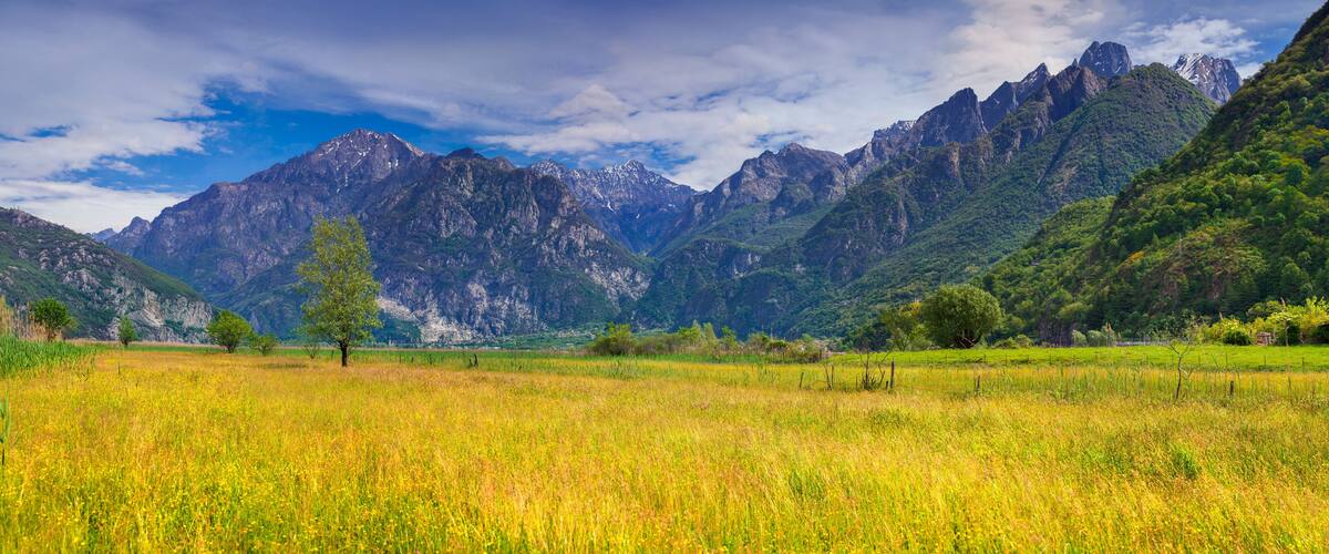 A mountainous landscape with a field of yellow flowers in the foreground and rugged mountains in the background.