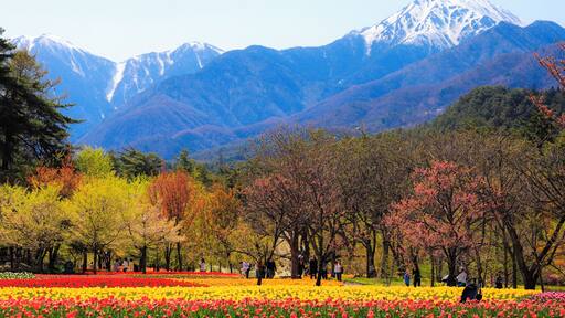 The blossom of tulip under the Japan Alps in the Spring.