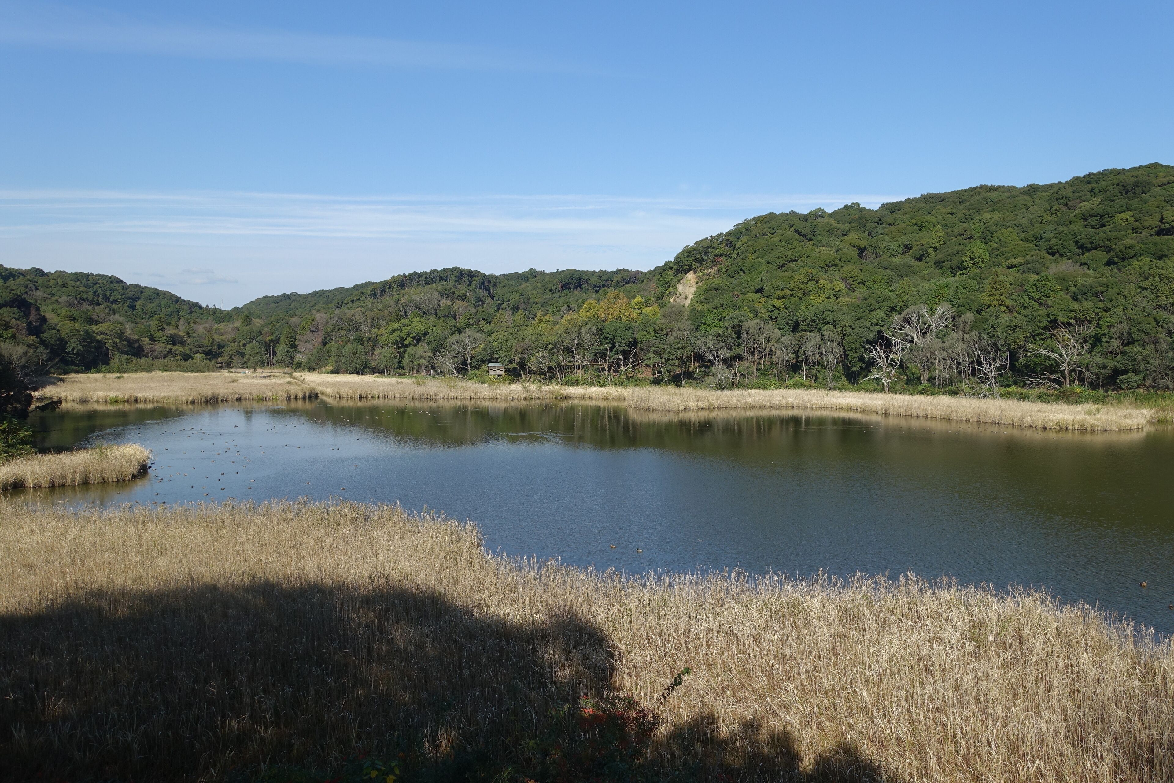 11月の桶ヶ谷沼。南側の観察小屋Cより。