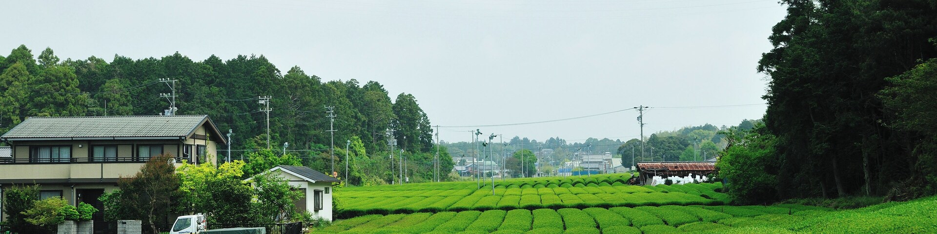 Tea plantation in Iwata, Shizuoka, Japan.