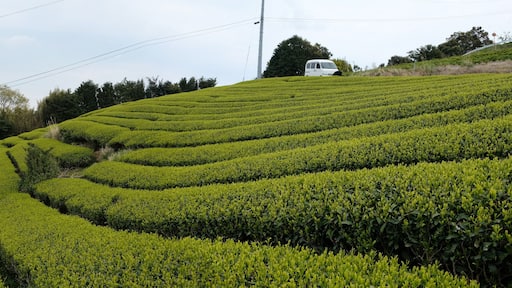 Beautiful tea field at Setoya village, Shizuoka prefecture, Japan. The tea harvesting season during spring time.