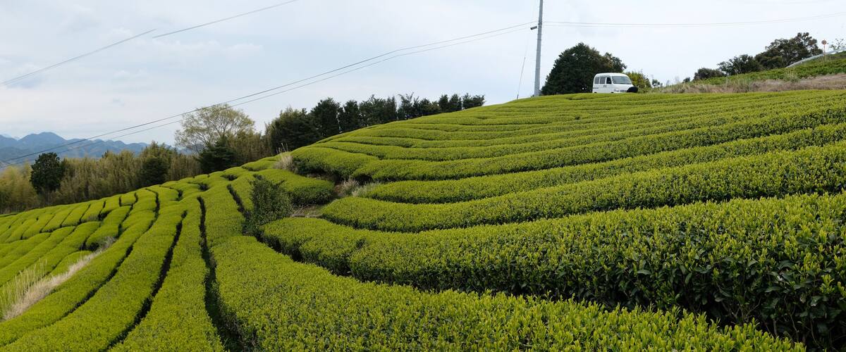 Terraced tea plantations on a hillside with a van in the background.