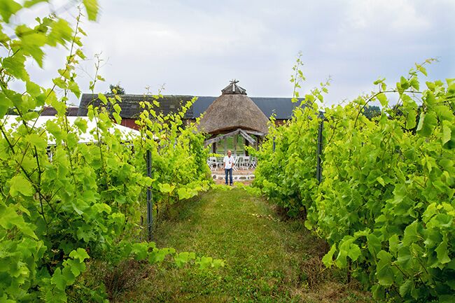 Arild`s vineyard is situated next to the road down to the small fishing village Arild on the north side of Kullen peninsula. Vines grow in neatly rows on the slopes and brought my thoughts back to Alsace where we have been many times. At Arild`s vineyard they also run a hotel and a restaurant and you can participate in many activities suitable for children as well. The farm pond has a dock with an old boat moored and it is a very popular playground for kids.
Read more: http://www.travelwithallsenses.com/sweden-tourism-wine-tasting-arild/