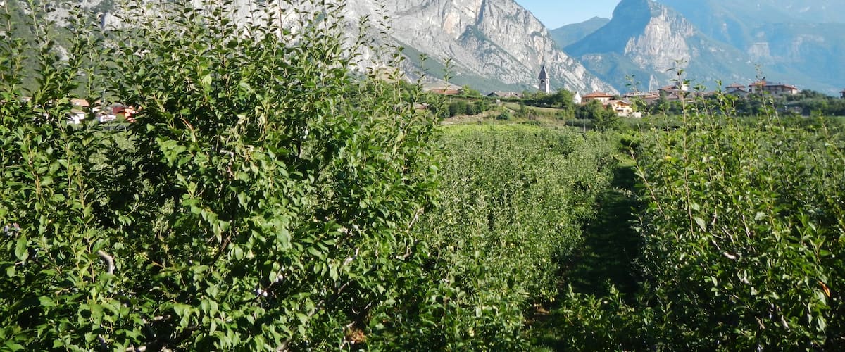 A vineyard with rows of grapevines in the foreground, a mountain range in the background, and a few buildings nestled among the hills.