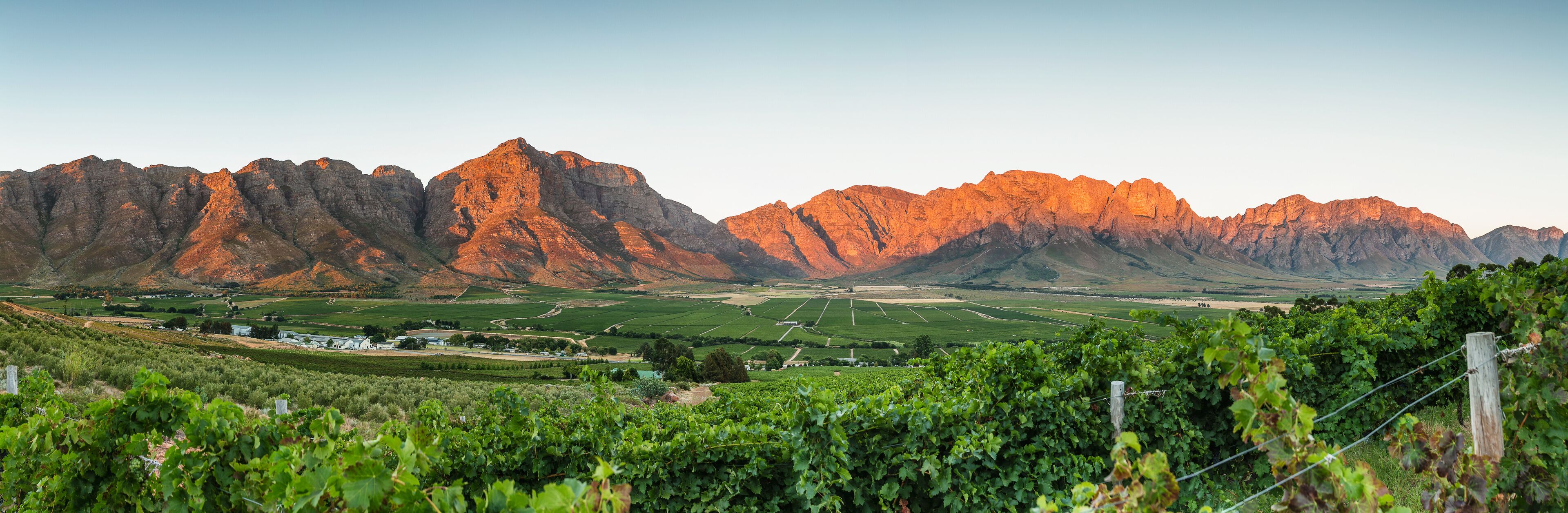 A vineyard with rows of grapevines, a small building, and a mountain range in the background.