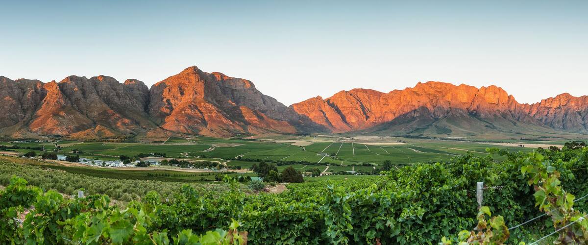 A vineyard with rows of grapevines, a small building, and a mountain range in the background.