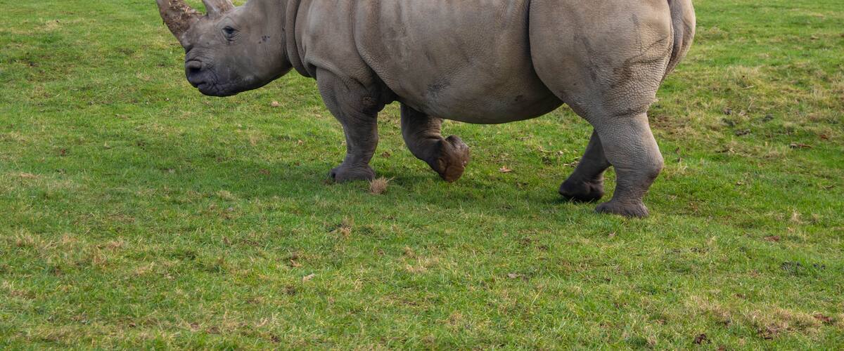Photograph of a Rhino walking around at a safari park in England