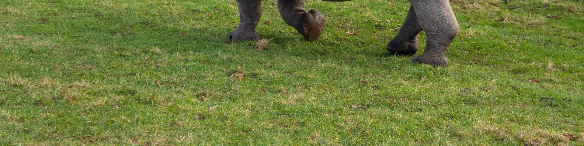 Photograph of a Rhino walking around at a safari park in England