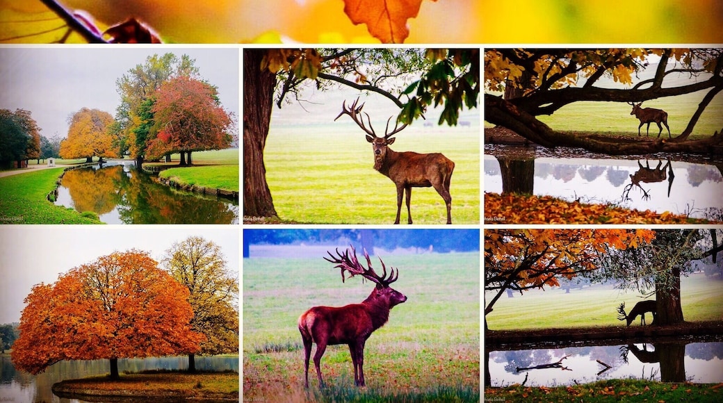 Autumn deer rut at dawn