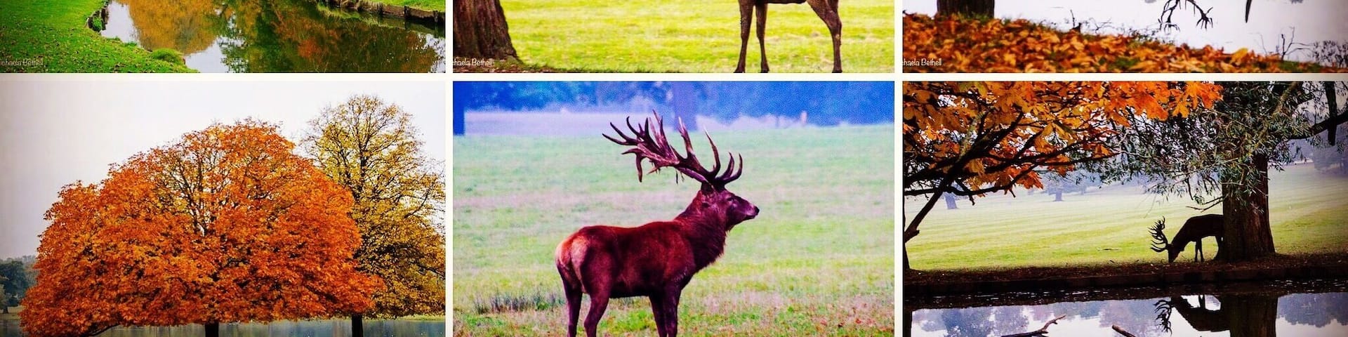 Autumn deer rut at dawn