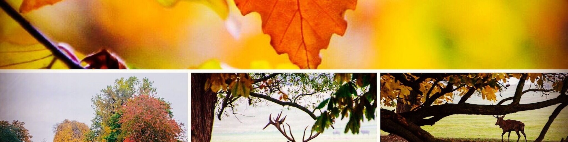 Autumn deer rut at dawn