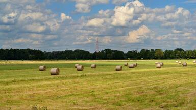 A field with hay bales and power lines in the background.