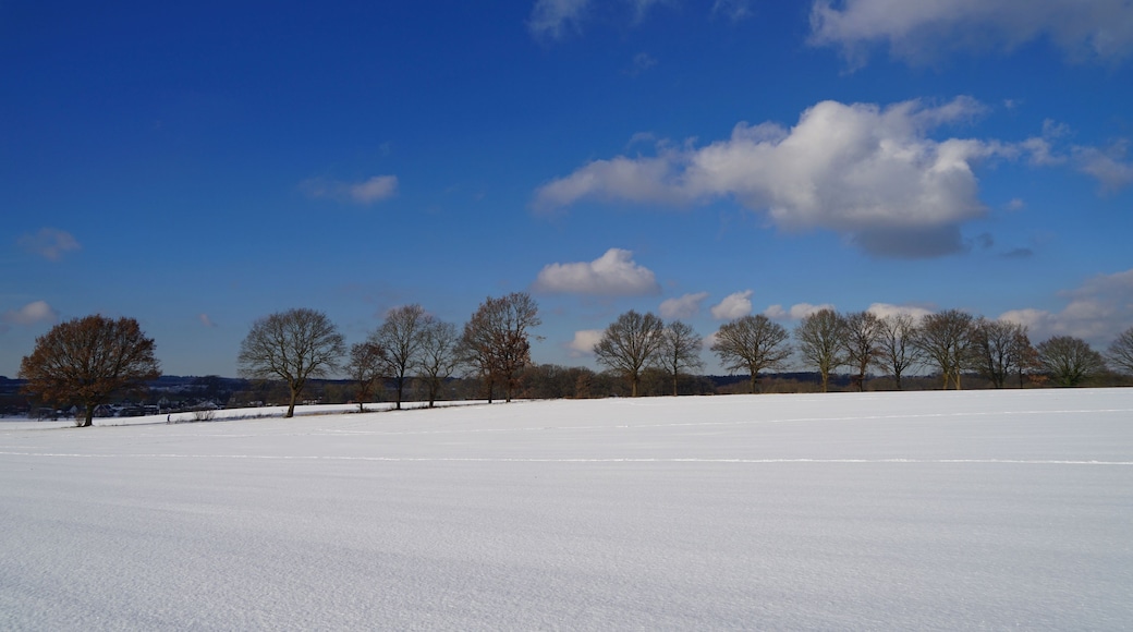 A snowy field with a row of leafless trees under a clear blue sky.