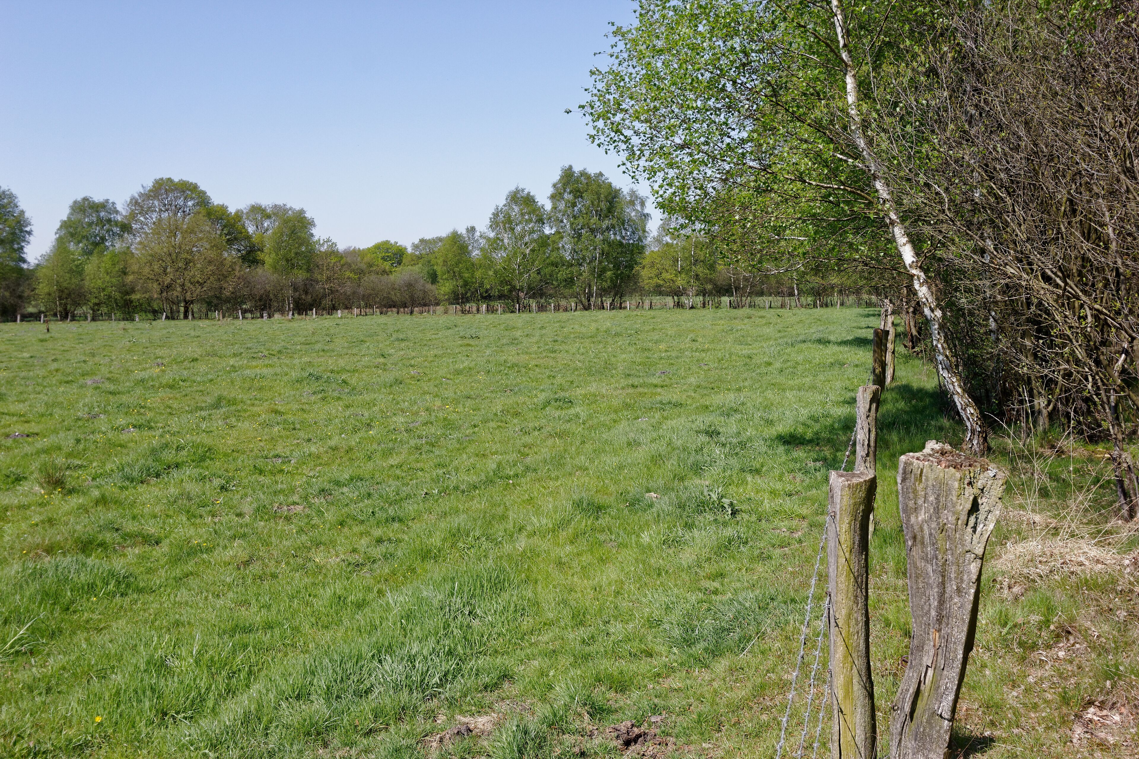 Nördlicher Teil des FFH-Gebietes Wittmoor in Hamburg, Wiesenfläche