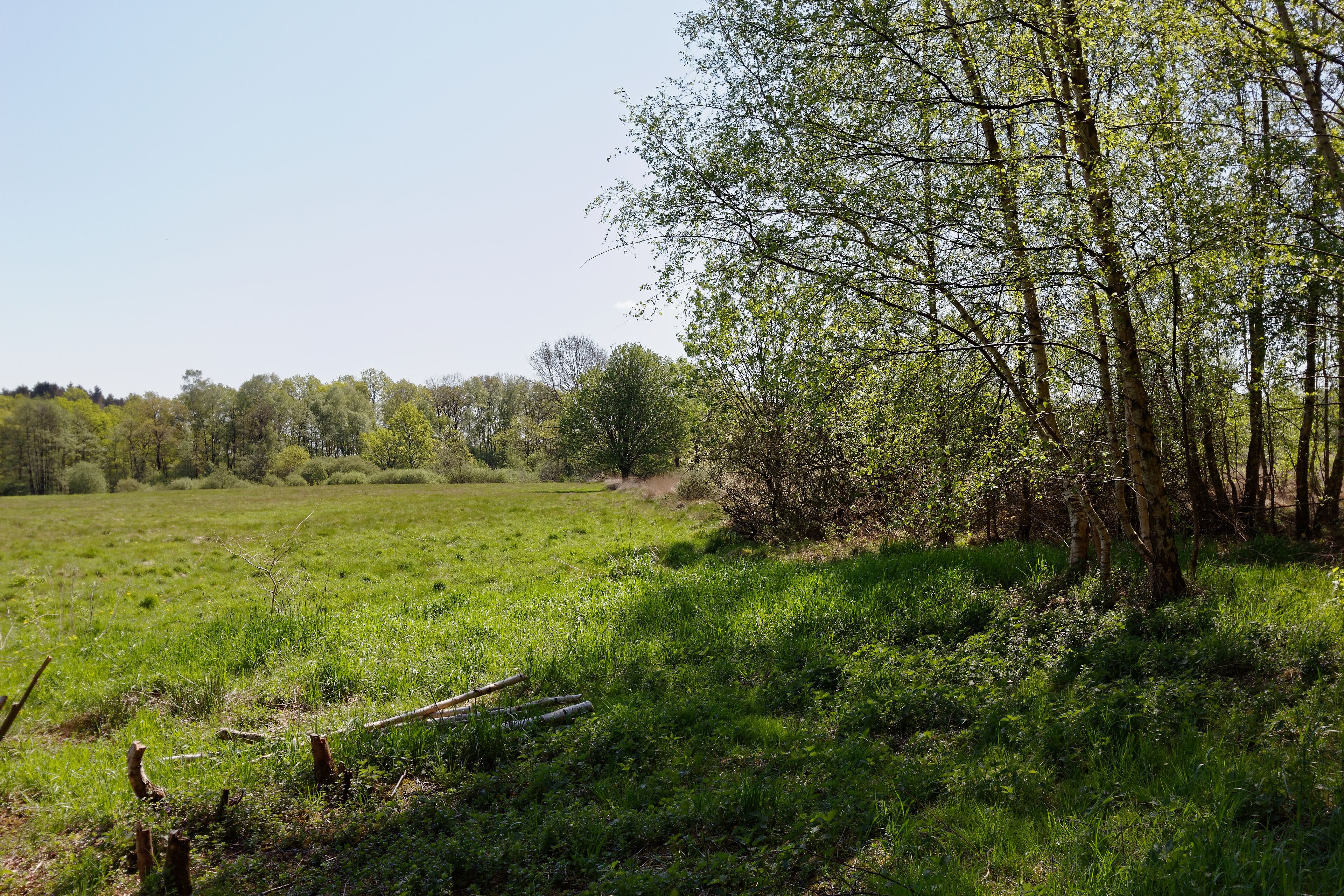 Nördlicher Teil des FFH-Gebietes Wittmoor in Hamburg,Knick