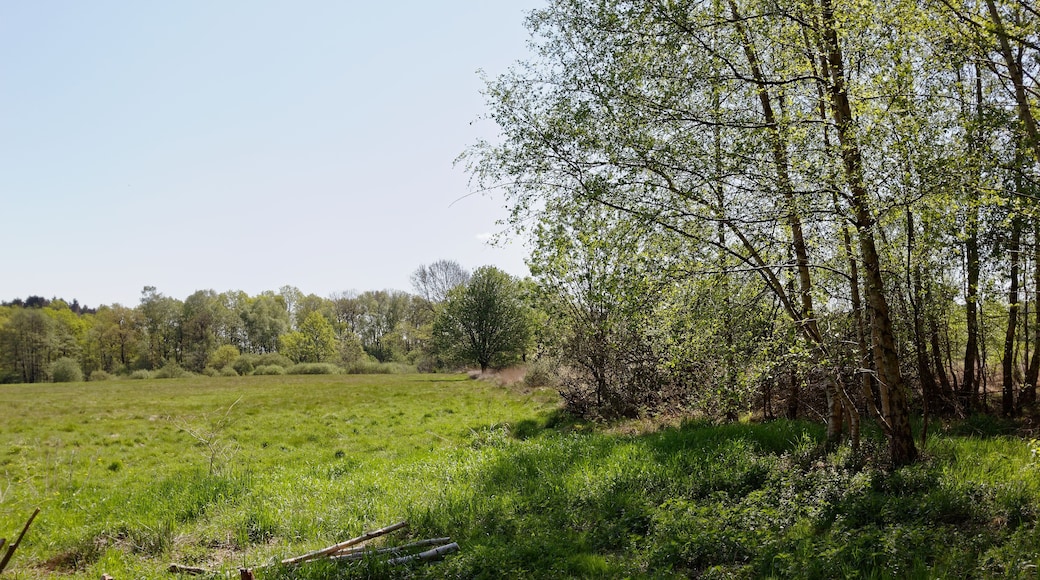 Nördlicher Teil des FFH-Gebietes Wittmoor in Hamburg,Knick