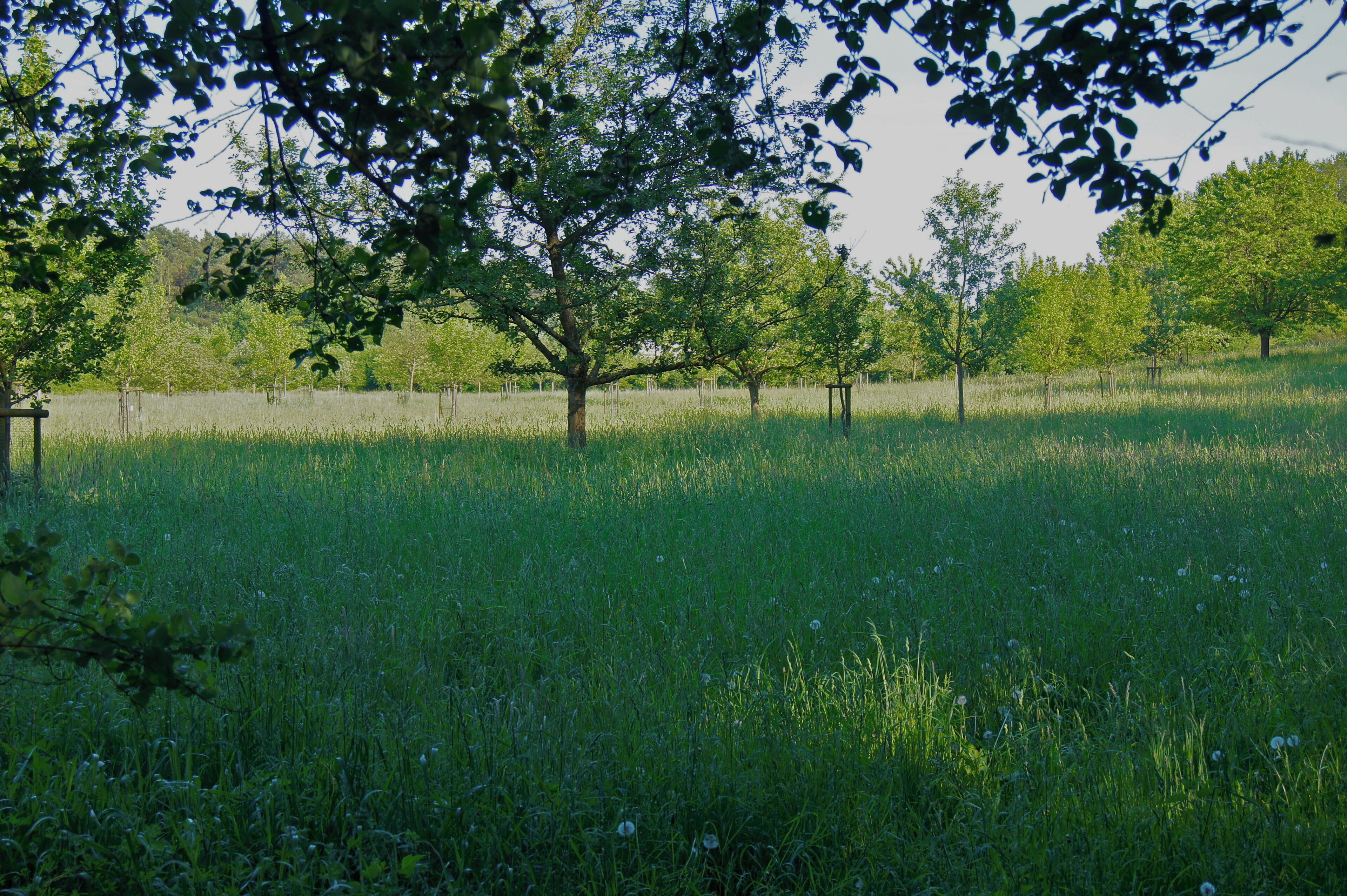 Hamburg (Duvenstedt), Germany: Orchard at Wittmoor