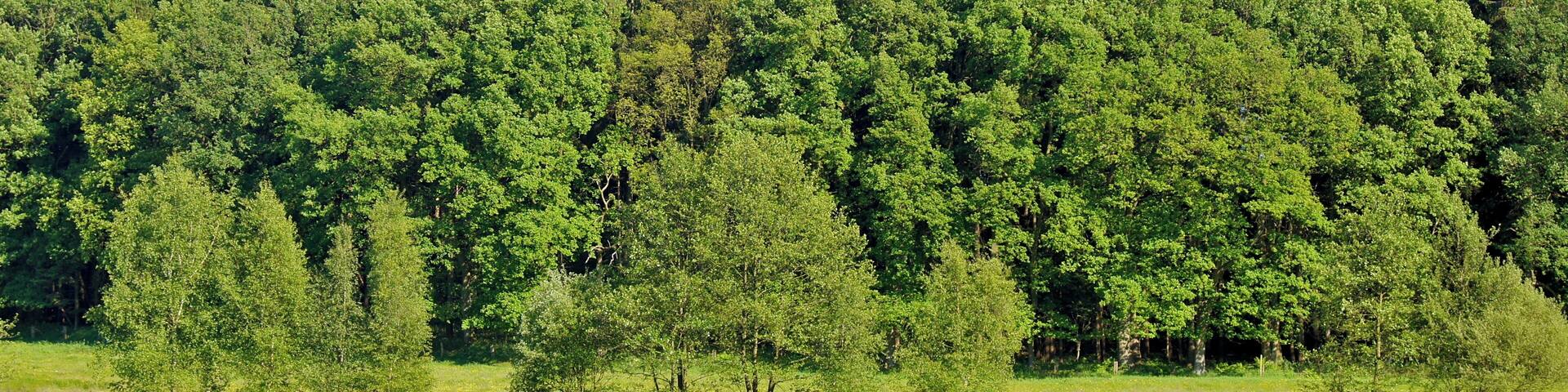 A dense forest with a clear sky.