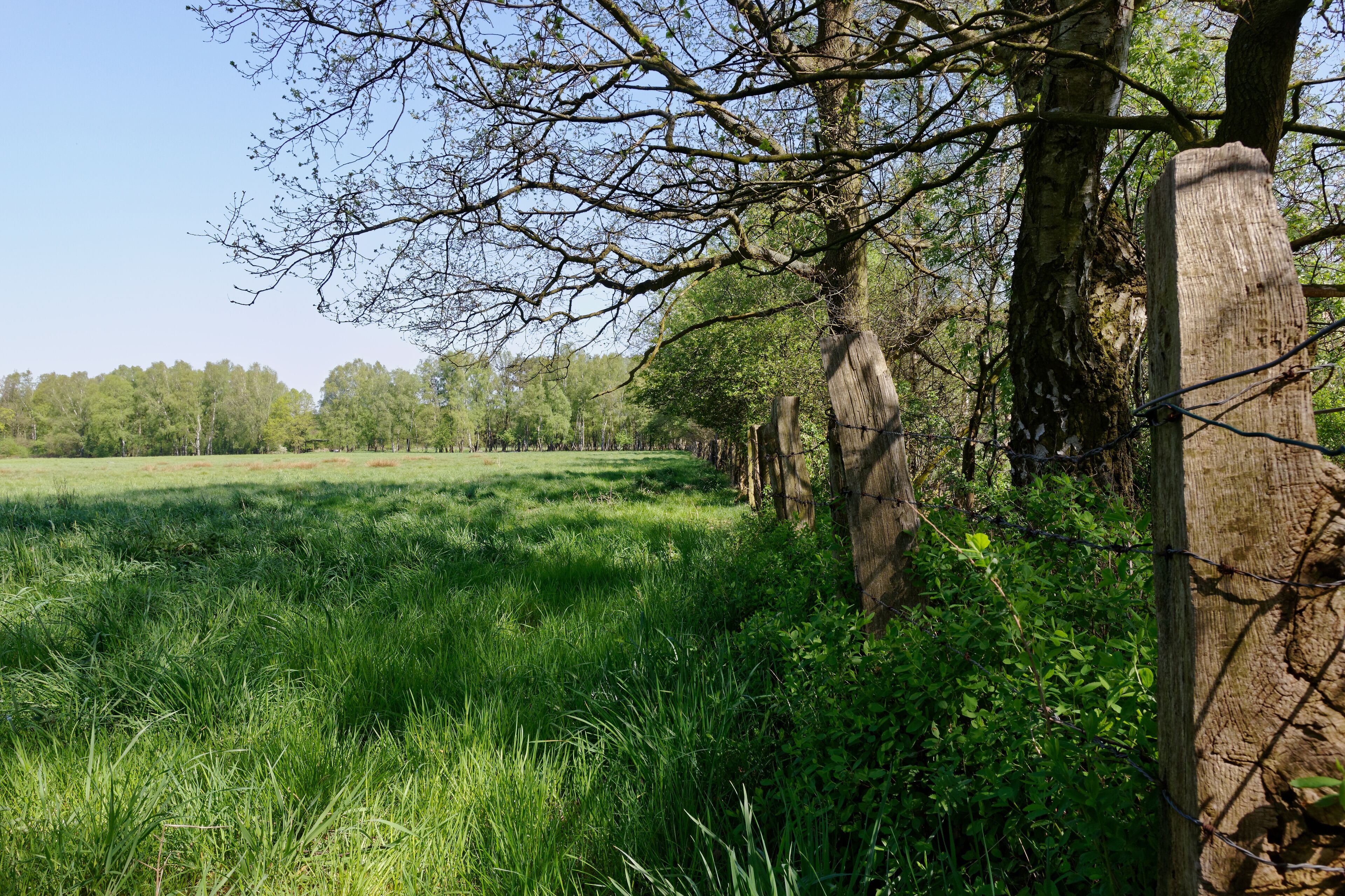 Northern part of the Natura2000-area Wittmoor in Hamburg, meadows