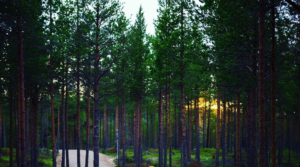 Something that I absolutely love about spending time in Inari Finland is the gorgeous nature! I spent this evening out taking pictures from 11:00 PM - 4:00 AM with the midnight sun. We took breaks in nature huts provided by the river and lit a fire to enjoy with our snacks. Finnish bliss. 💚💜🌏🌿