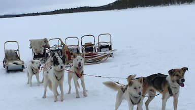 Um grupo de cães de trenó puxando uma expedição através de uma paisagem nevada.