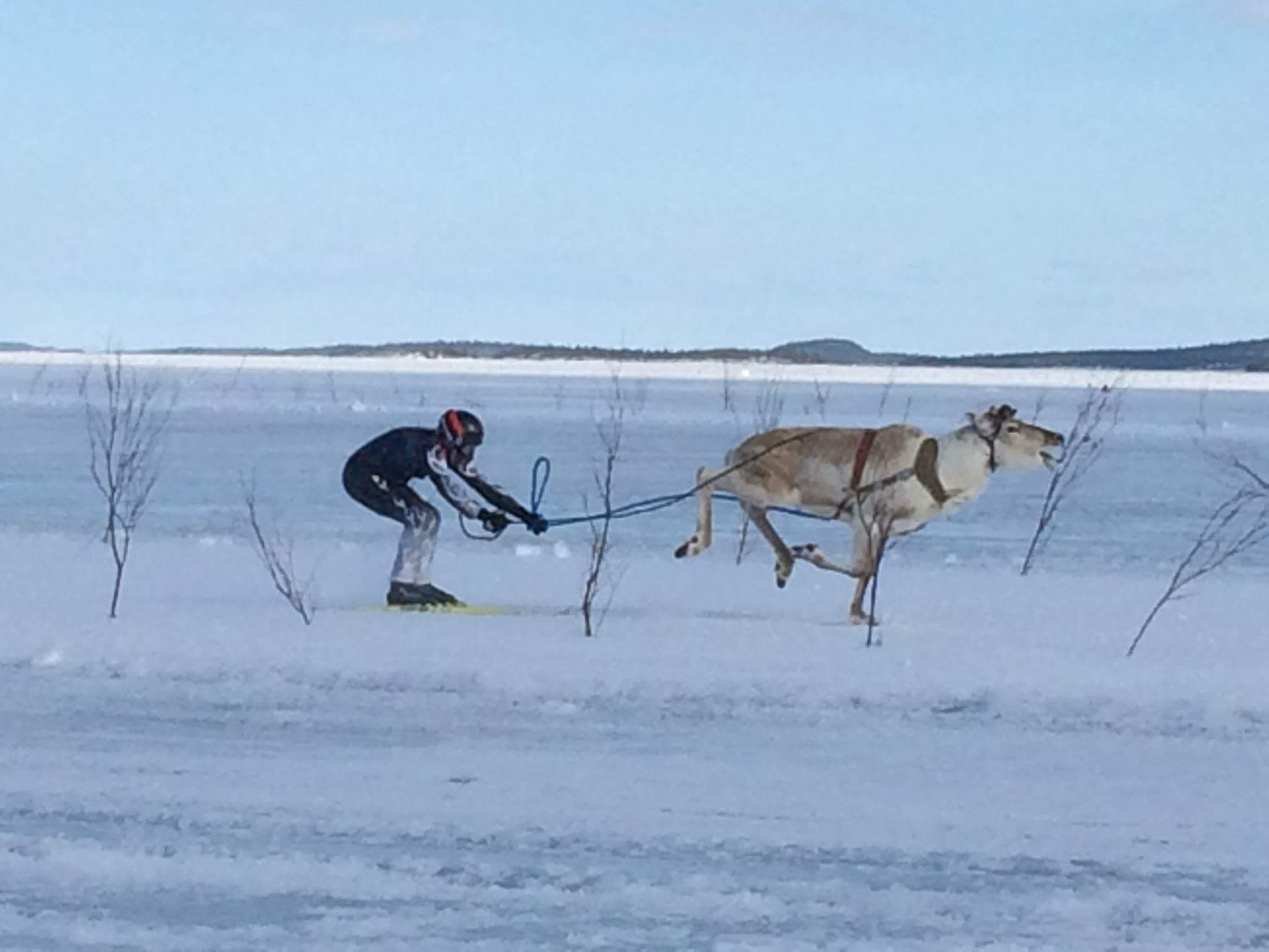 Eine Person fährt auf einem zugefrorenen See Ski, während ein Rentier einen Schlitten zieht.