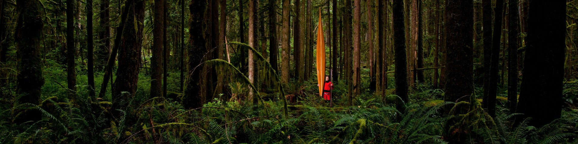Un bosque tupido con árboles altos y helechos.