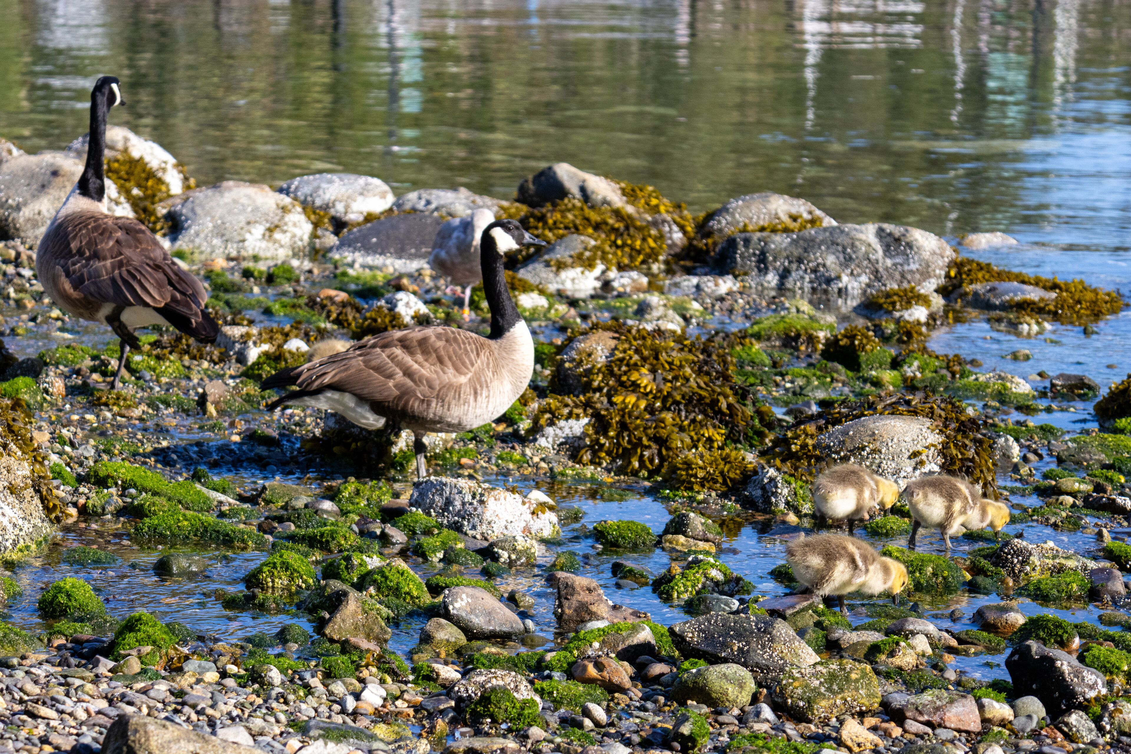 A family of Canada Geese with goslings walking across moss-covered rocks on Bowen Island Canada