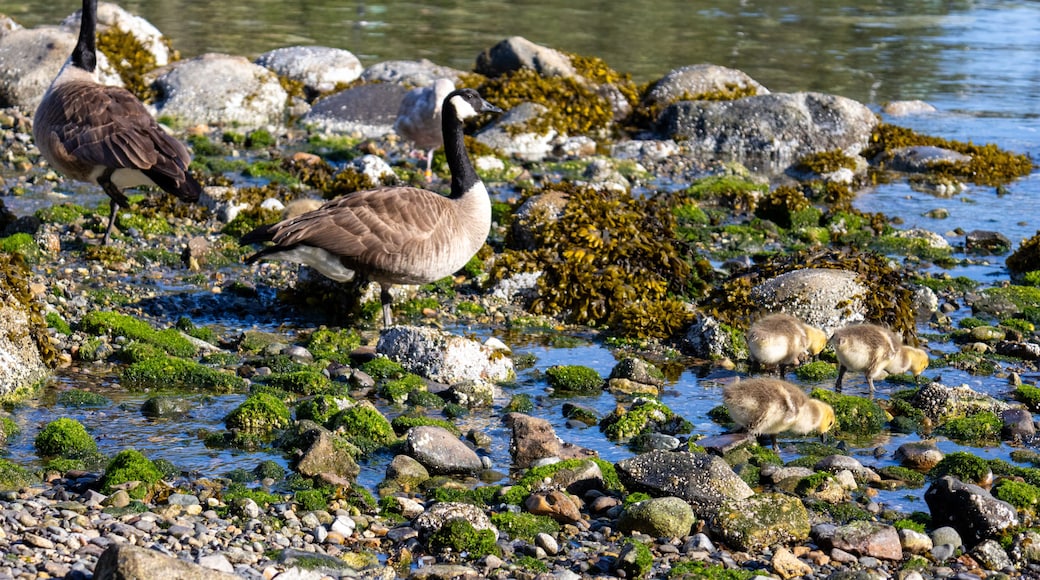 A family of Canada Geese with goslings walking across moss-covered rocks on Bowen Island Canada
