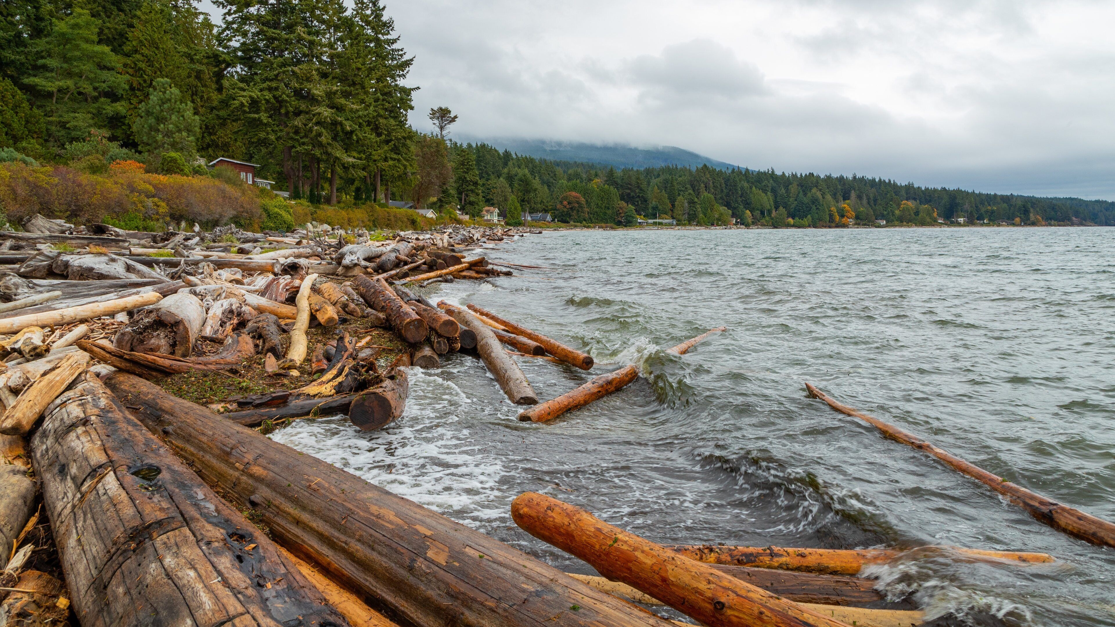 A riverbank with driftwood and trees.