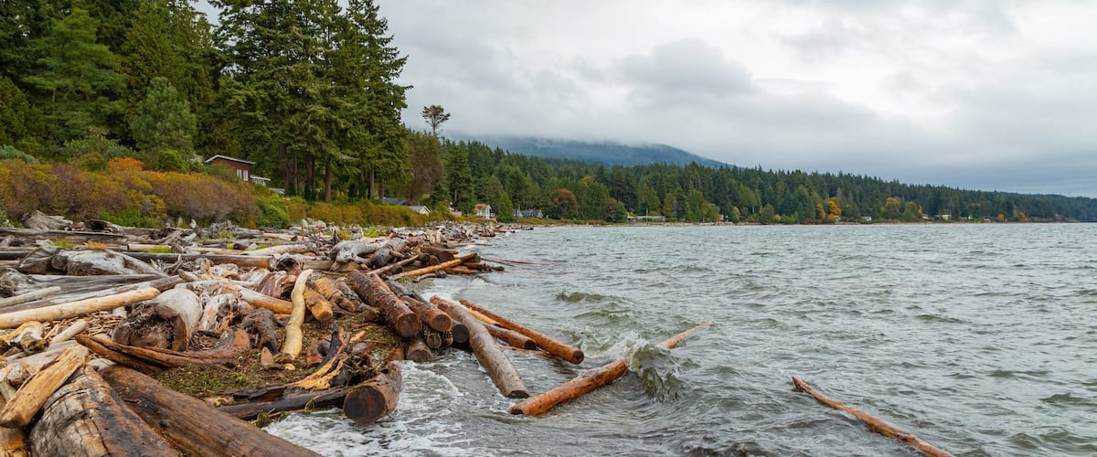 A riverbank with driftwood and trees.