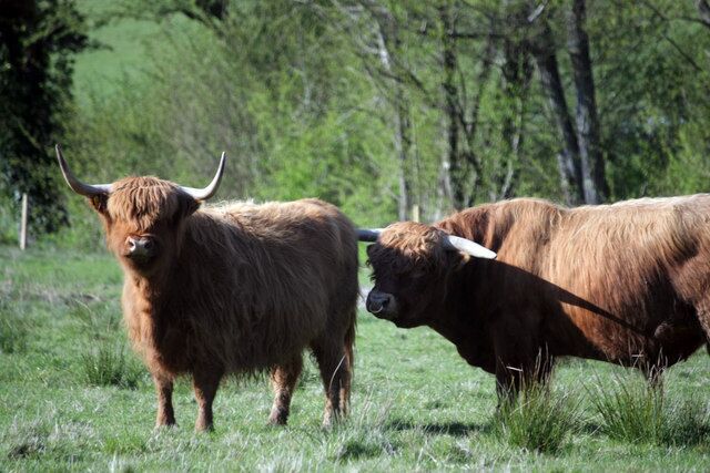 Dos vacas de las Tierras Altas en un campo de hierba, con árboles al fondo.