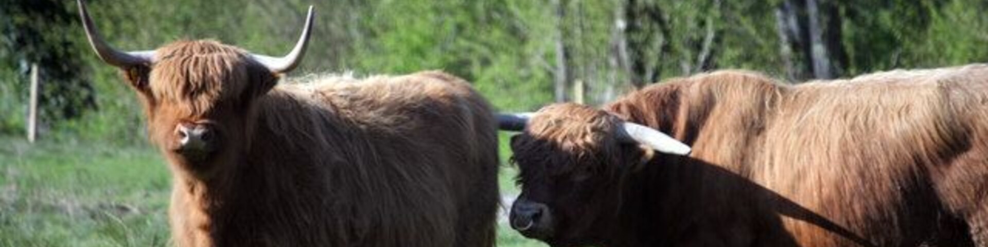 Dos vacas de las Tierras Altas en un campo de hierba, con árboles al fondo.