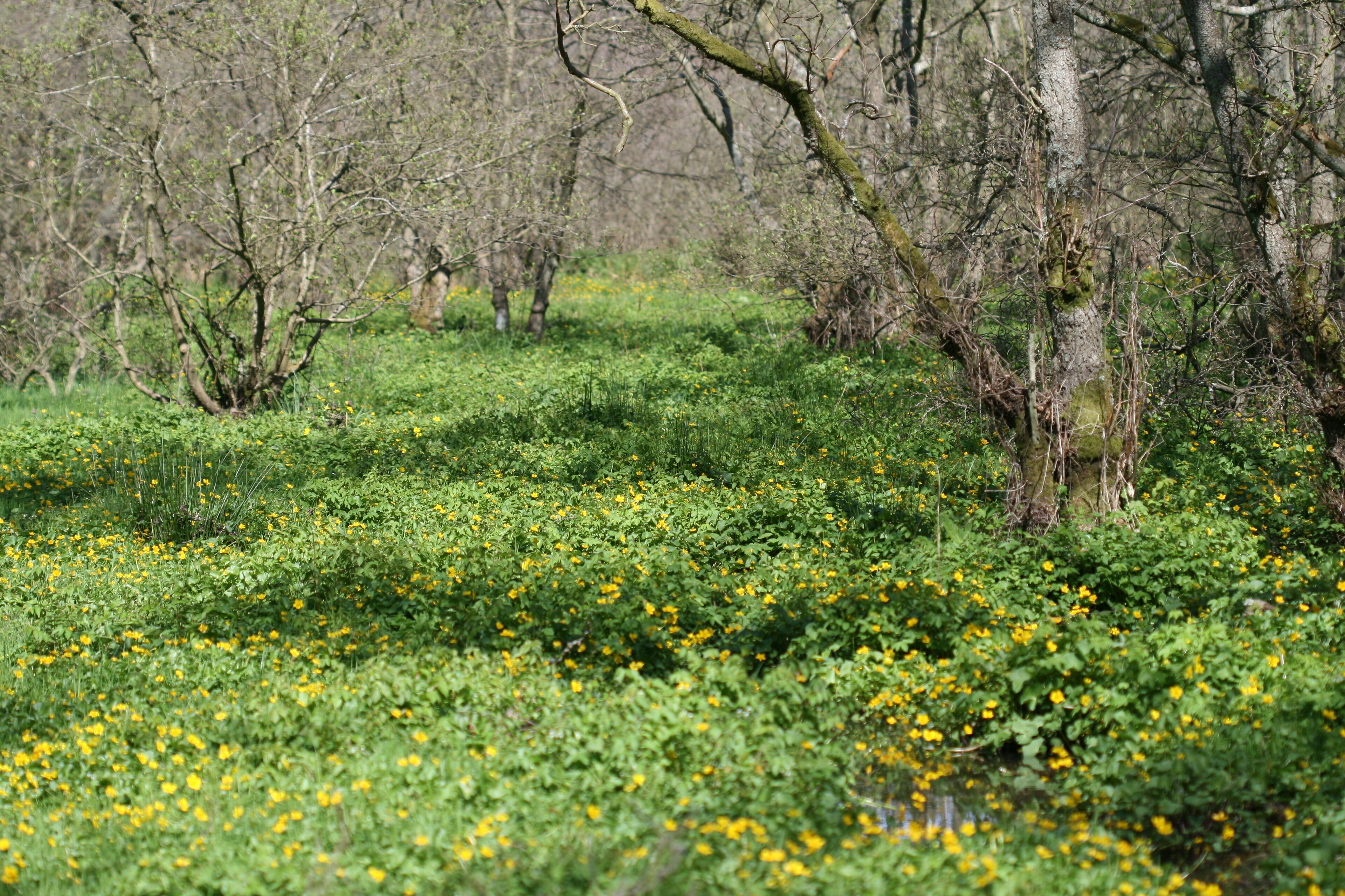 Crichton, Midlothian.