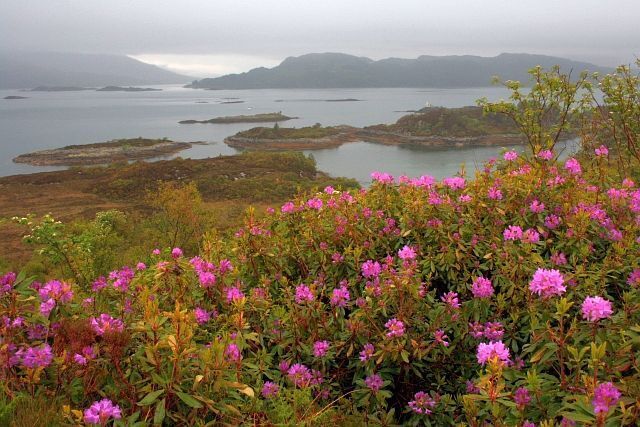 A coastal landscape with pink flowers in the foreground and a view of the sea and islands in the background.