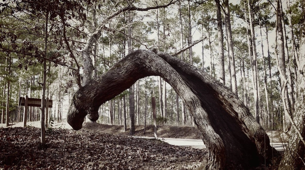 I have no idea how his tree is even alive! #ilovetree #tree