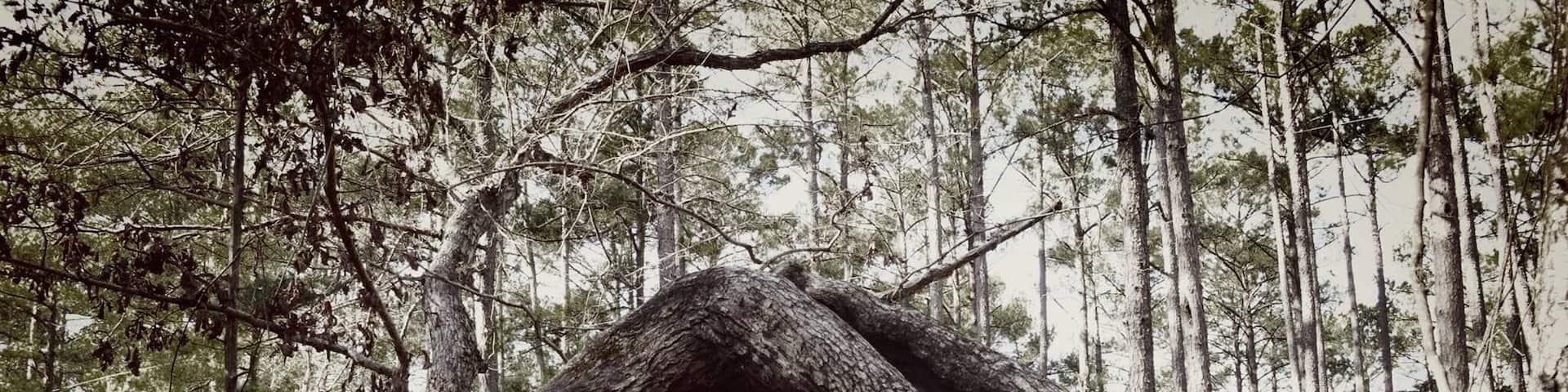 I have no idea how his tree is even alive! #ilovetree #tree