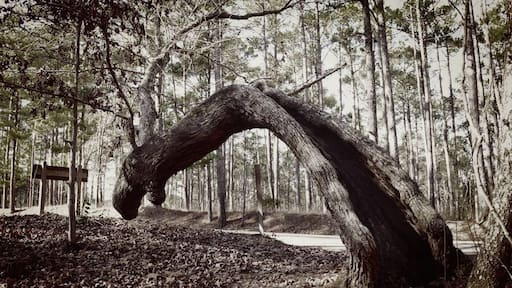 I have no idea how his tree is even alive! #ilovetree #tree