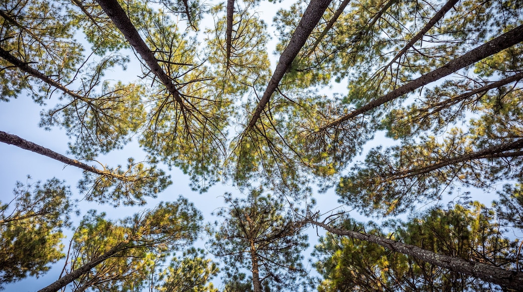 Trang trại Pine Top
