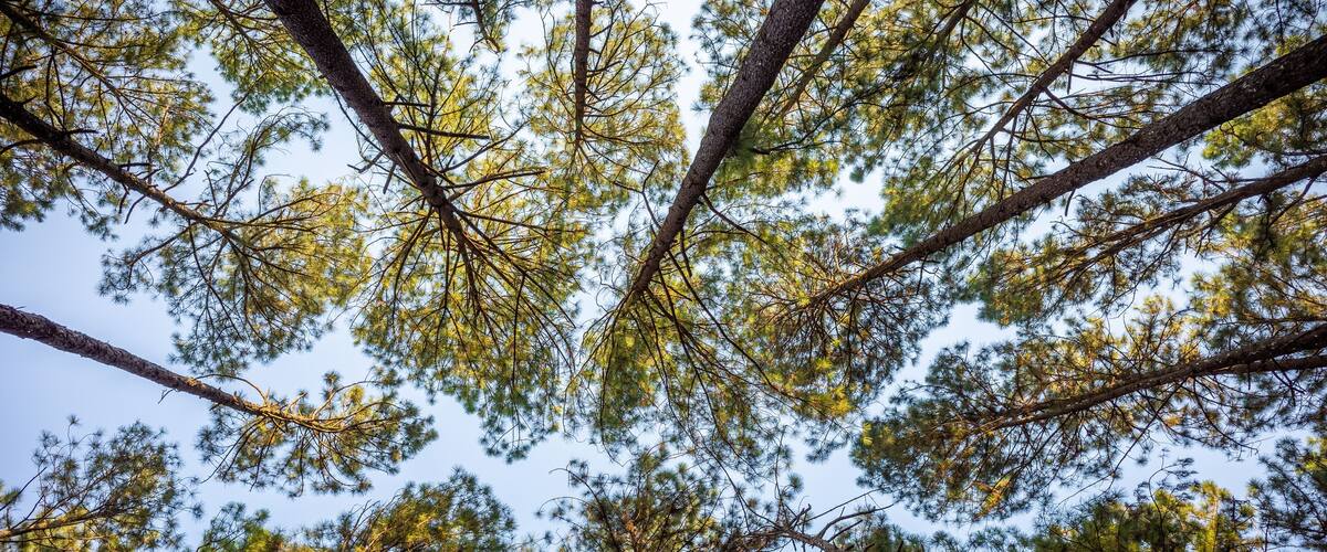 Looking from ground to top of pine trees.