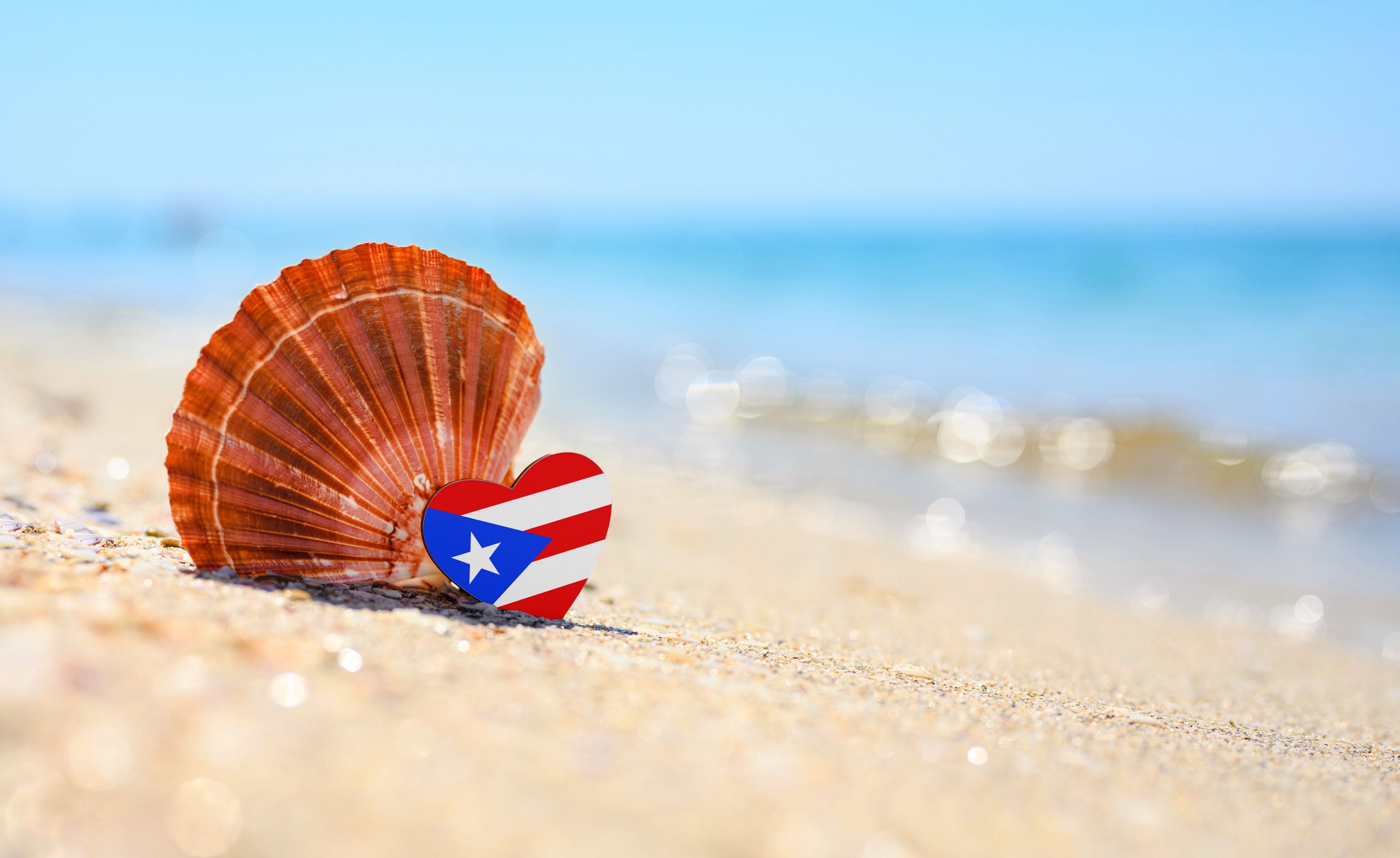 Una concha marina sobre una playa arenosa, con un océano desenfocado al fondo.