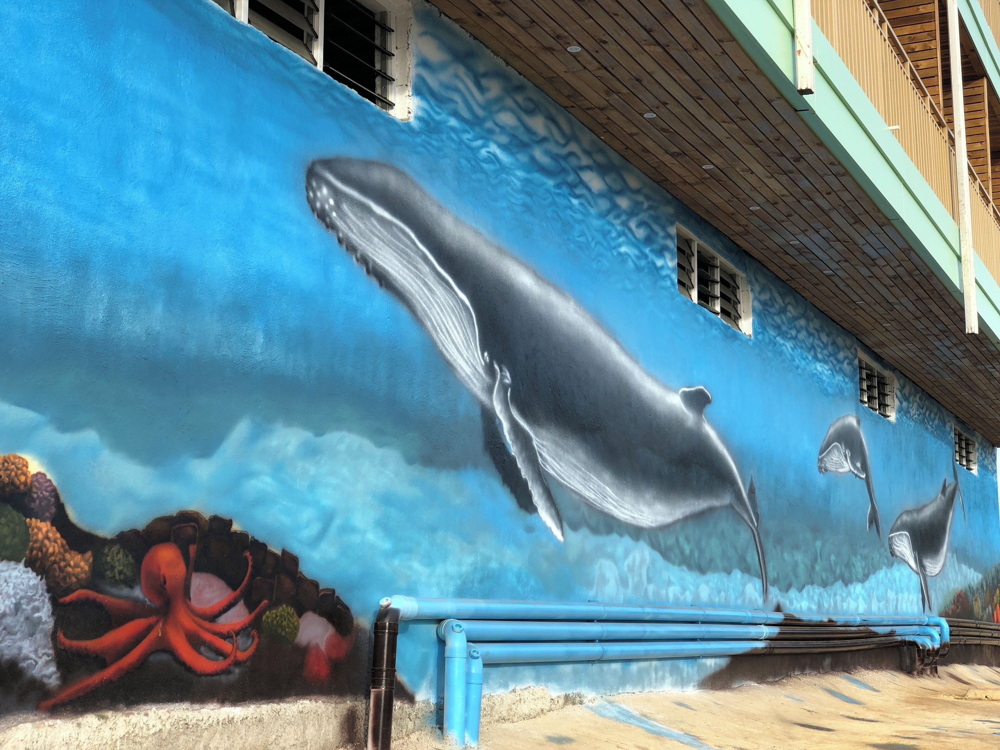 Welcome to Vava’u, Tonga, famous for Swim with humpback whales