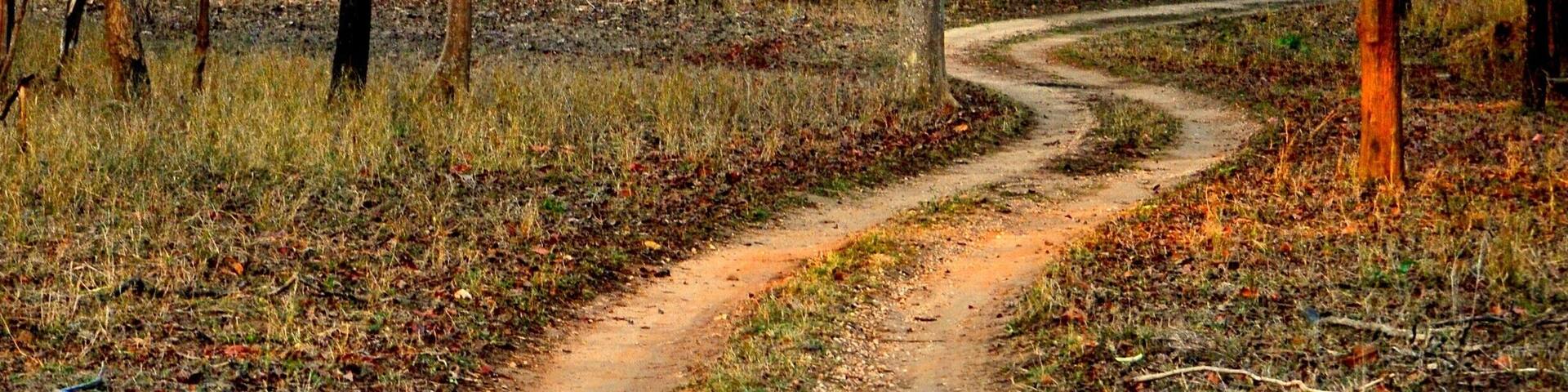 The freshness and the calm of a forest is always such a invigorating experience.