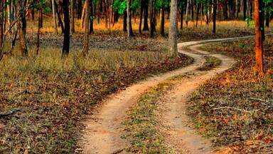 The freshness and the calm of a forest is always such a invigorating experience.