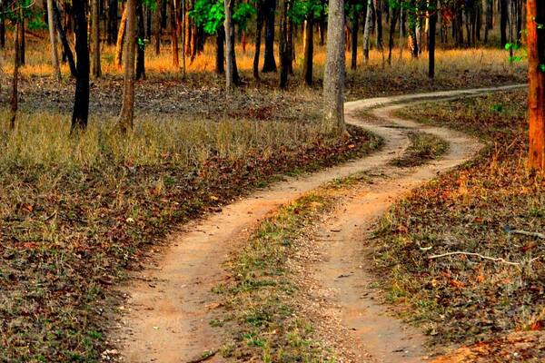 The freshness and the calm of a forest is always such a invigorating experience.