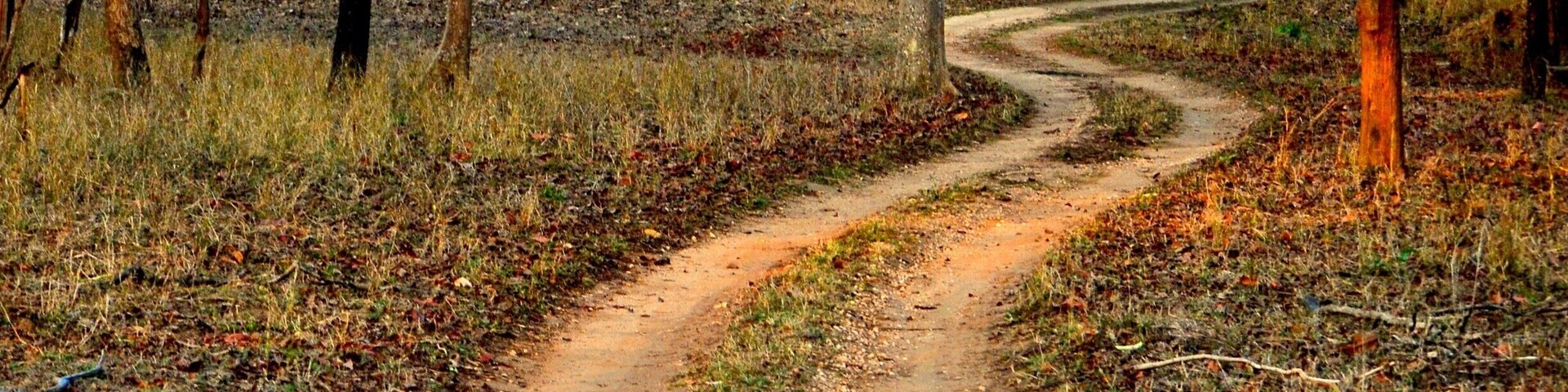 The freshness and the calm of a forest is always such a invigorating experience.